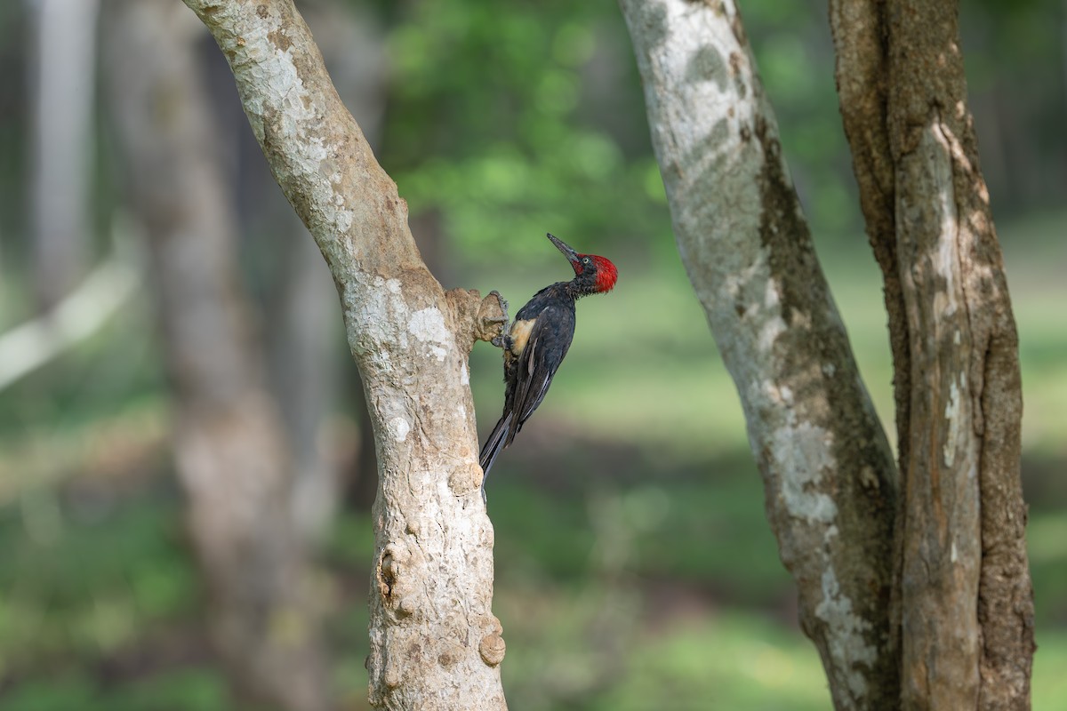 White-bellied Woodpecker - ML620449254