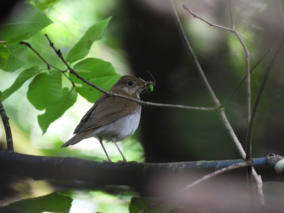 Veery - Cory Elowe