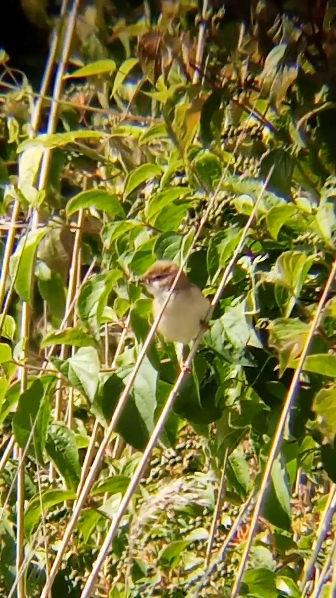 Common Reed Warbler - ML620449268
