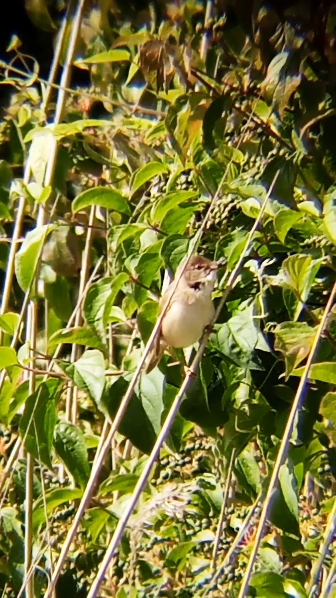 Common Reed Warbler - ML620449270