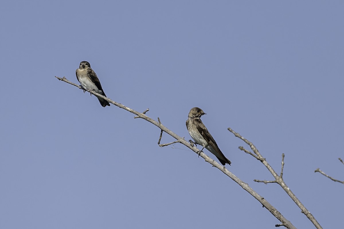 Northern Rough-winged Swallow - Thomas Creel