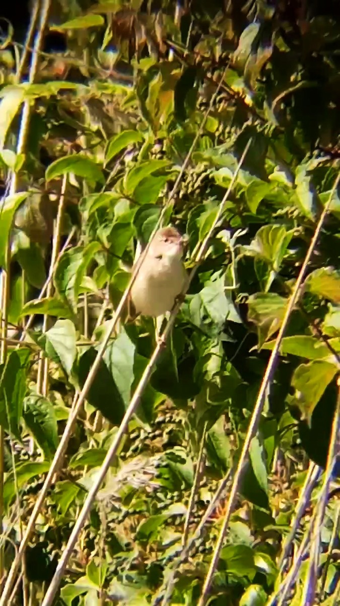 Common Reed Warbler - ML620449272