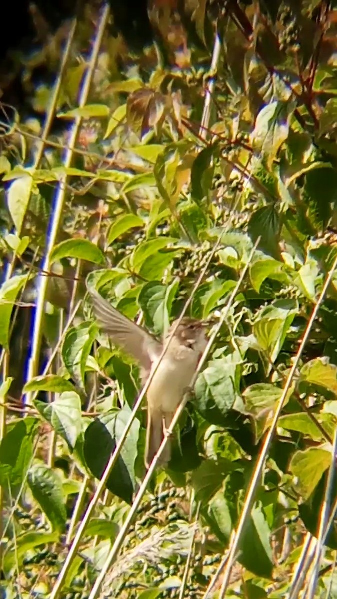 Common Reed Warbler - ML620449273