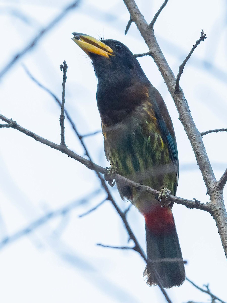 barbet velký - ML620449275