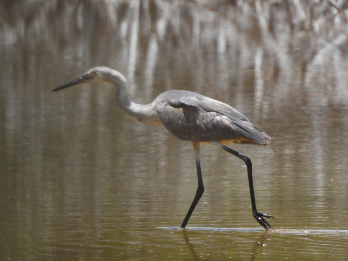 Reddish Egret - ML620449276