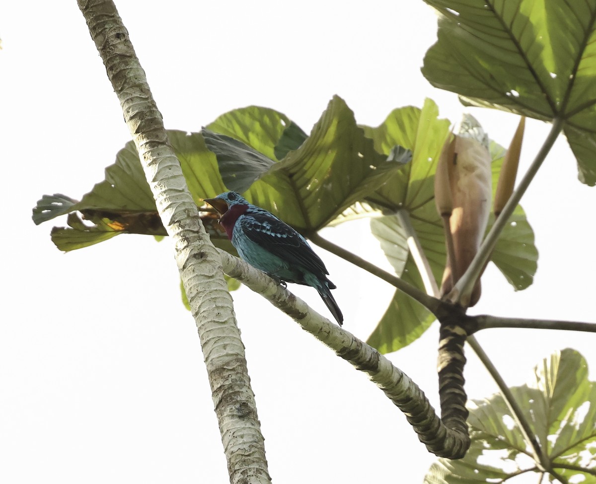 Spangled Cotinga - ML620449279