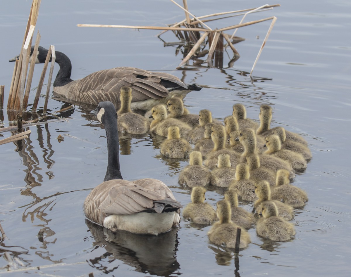 Canada Goose - ML620449288