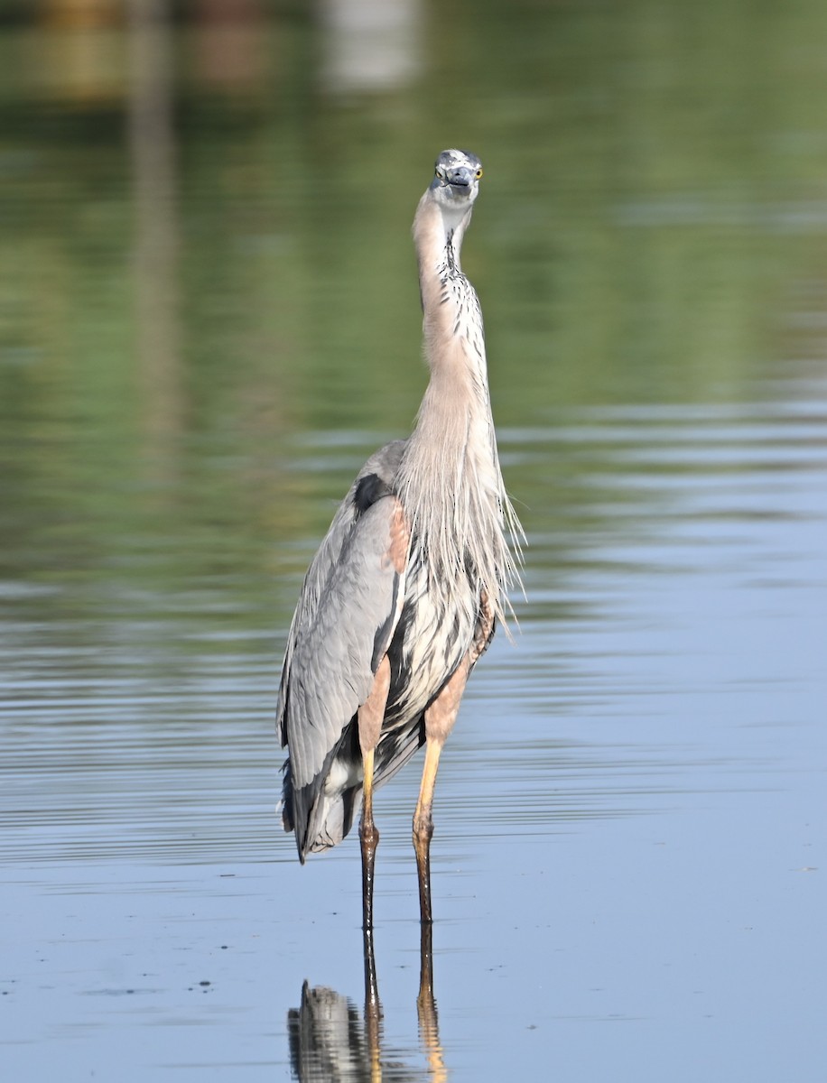 Great Blue Heron - ML620449300