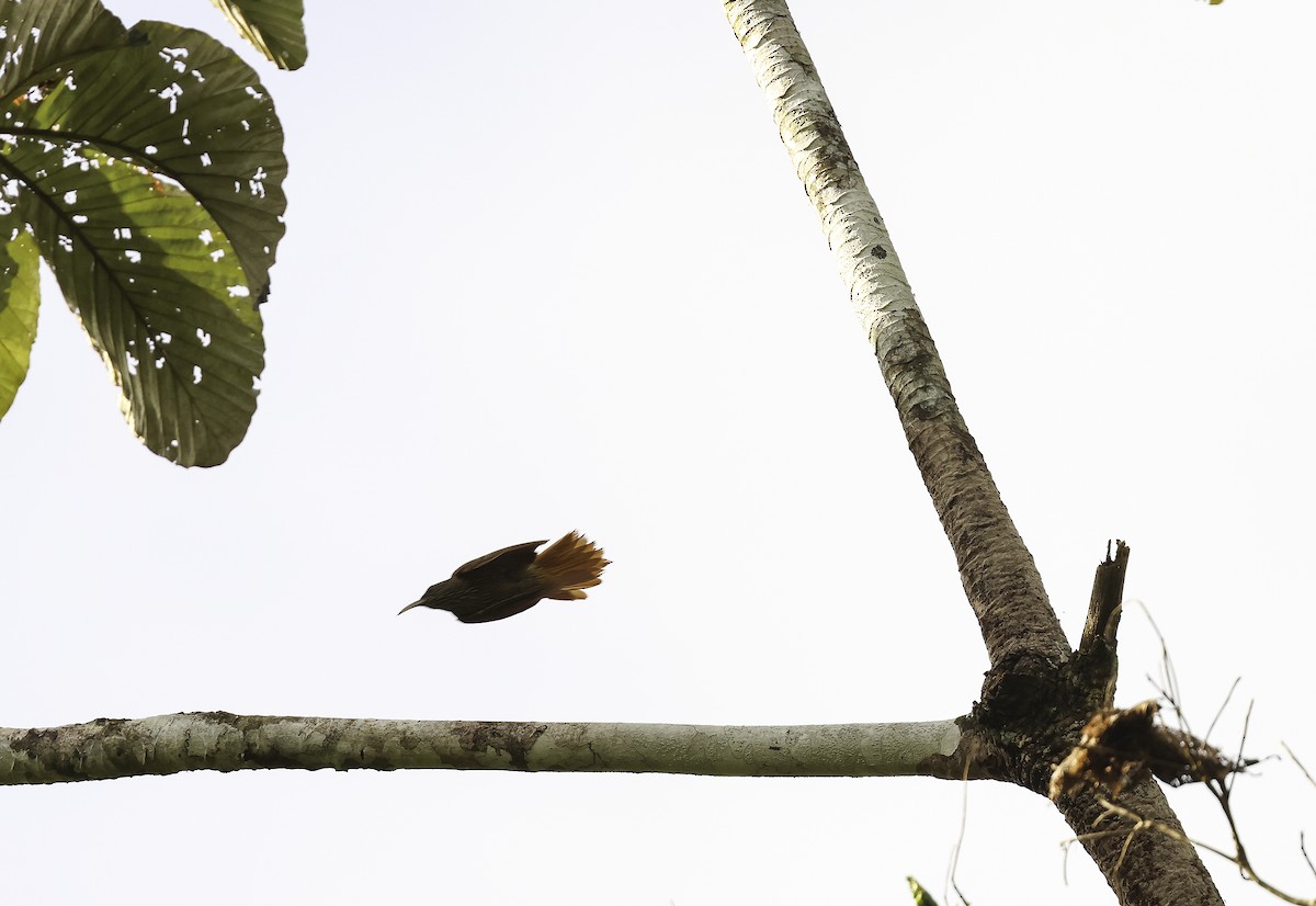 Duida Woodcreeper - ML620449301