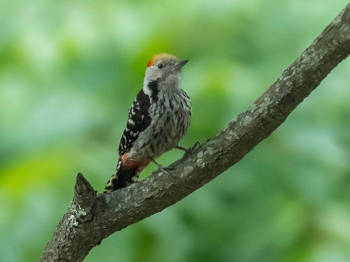 Brown-fronted Woodpecker - ML620449303