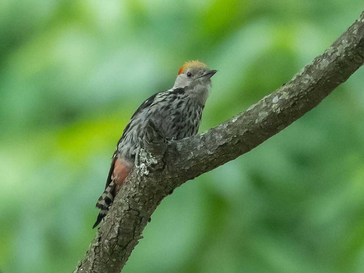 Brown-fronted Woodpecker - ML620449304