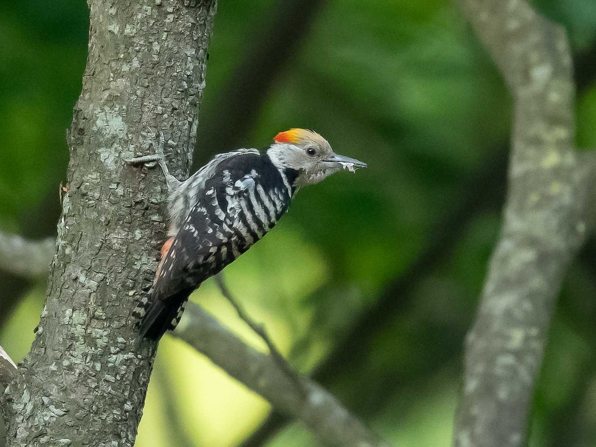 Brown-fronted Woodpecker - ML620449305