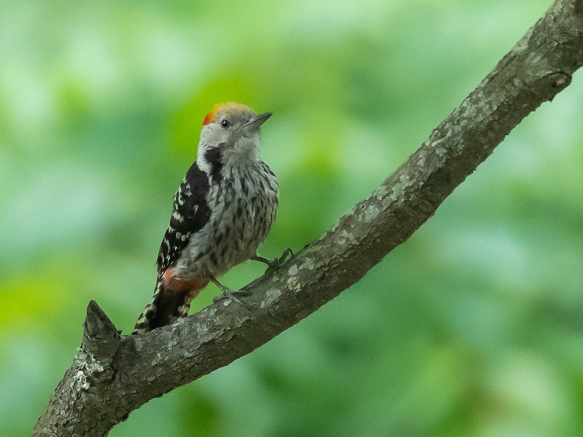 Brown-fronted Woodpecker - ML620449306