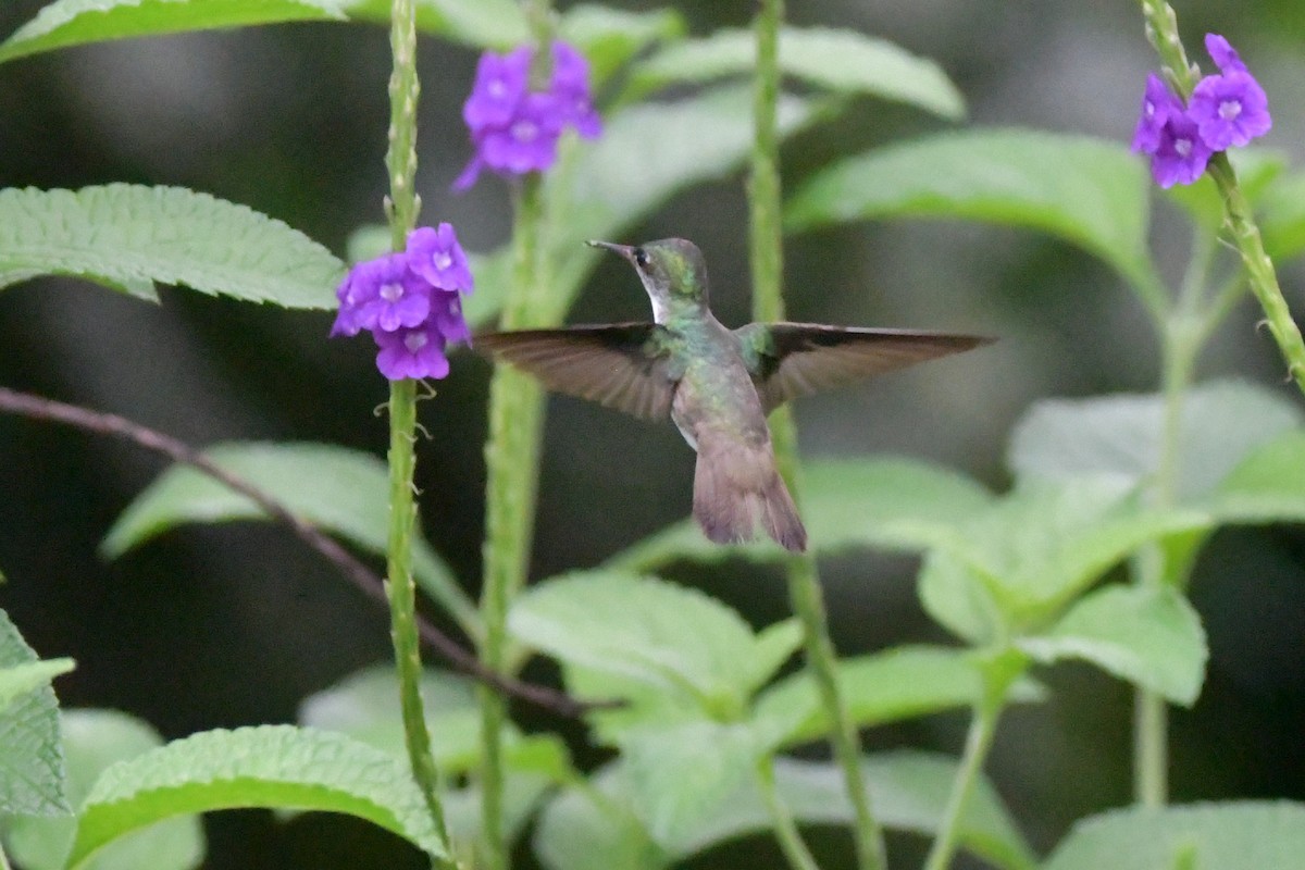 kolibřík helikóniový - ML620449337