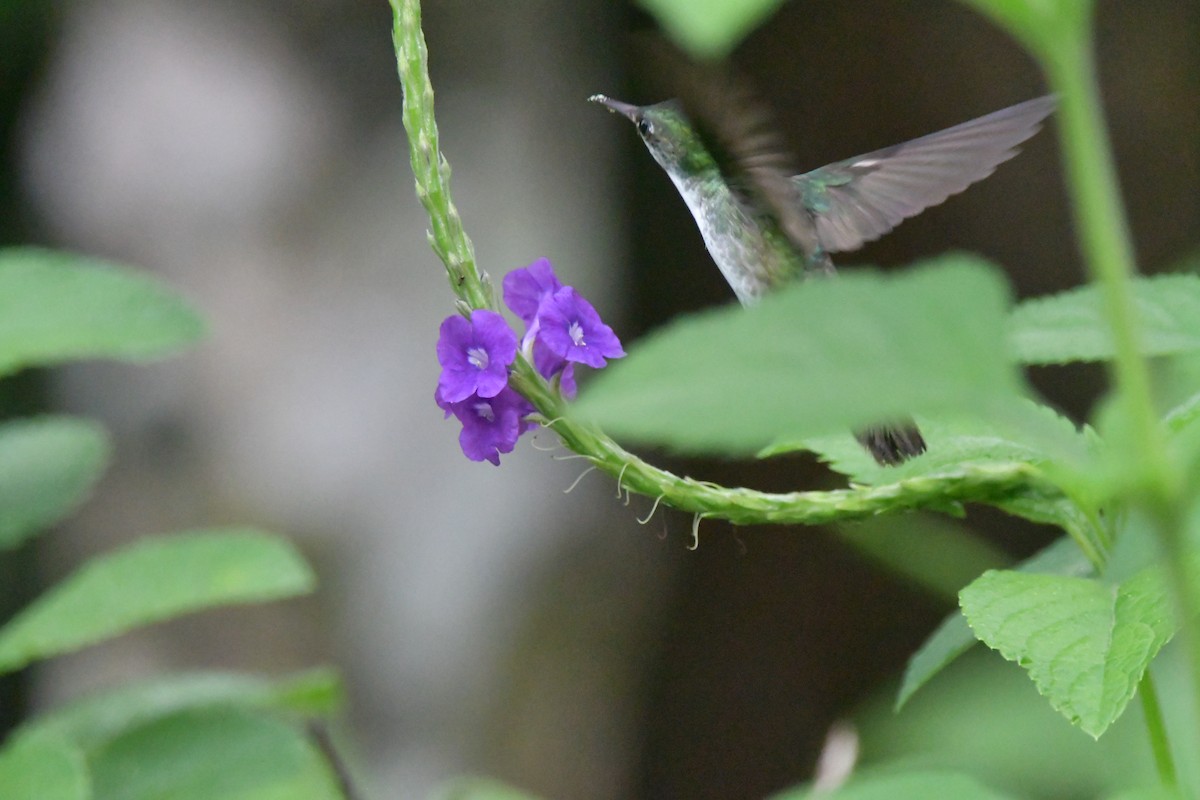 White-bellied Emerald - Jessy Lopez Herra