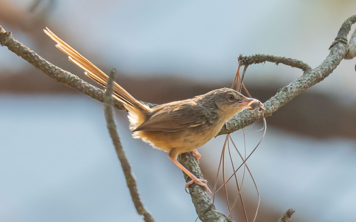 Himalayan Prinia - ML620449343