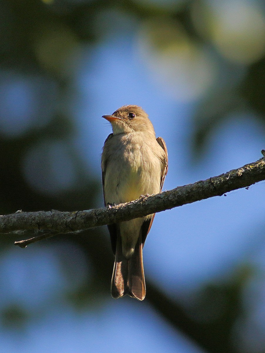 Eastern Wood-Pewee - ML620449348