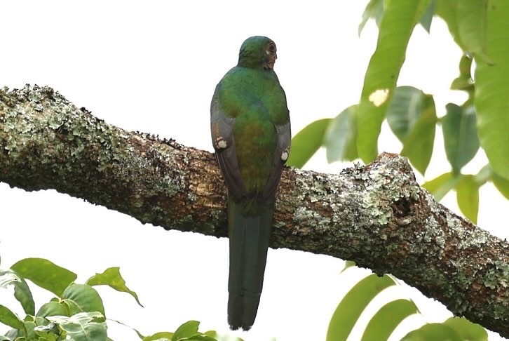 trogon africký - ML620449350