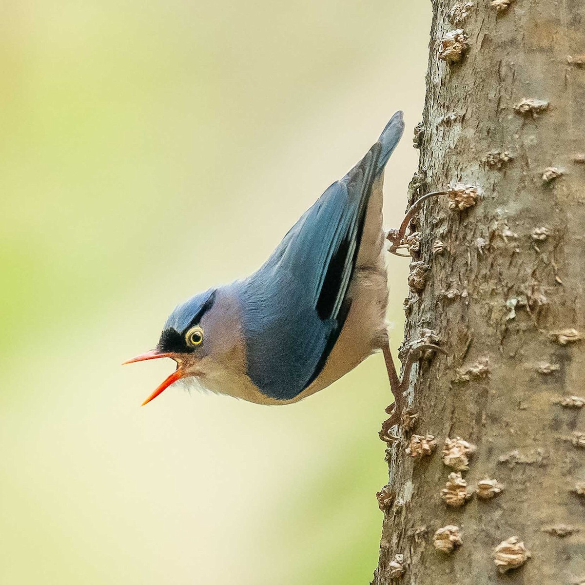 Velvet-fronted Nuthatch - ML620449352