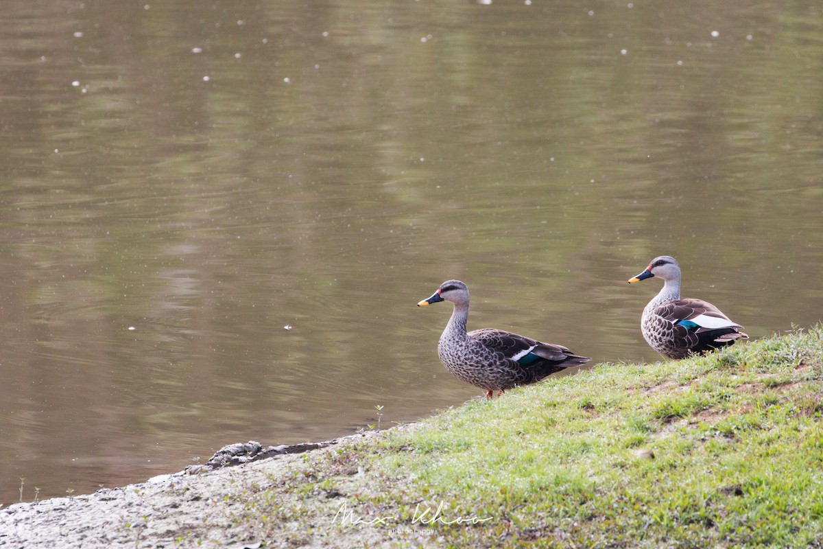 Indian Spot-billed Duck - ML620449354