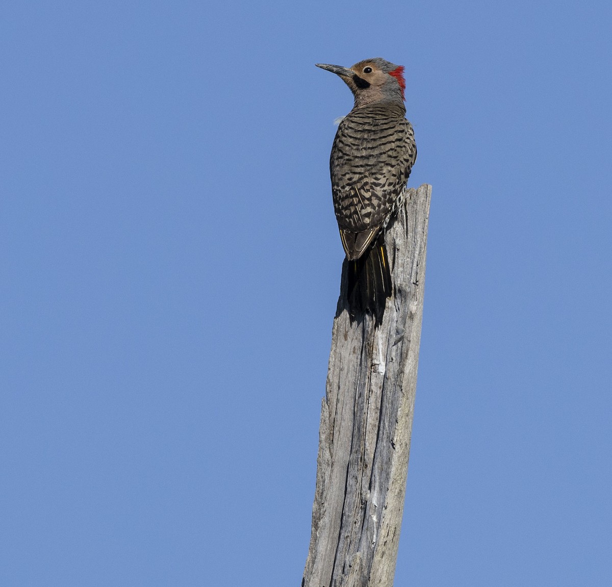 Northern Flicker - ML620449360