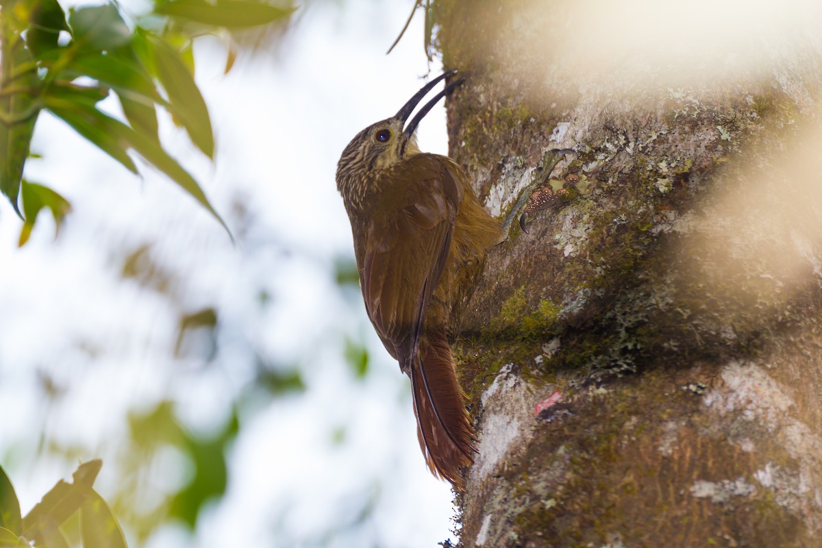 White-throated Woodcreeper - ML620449364