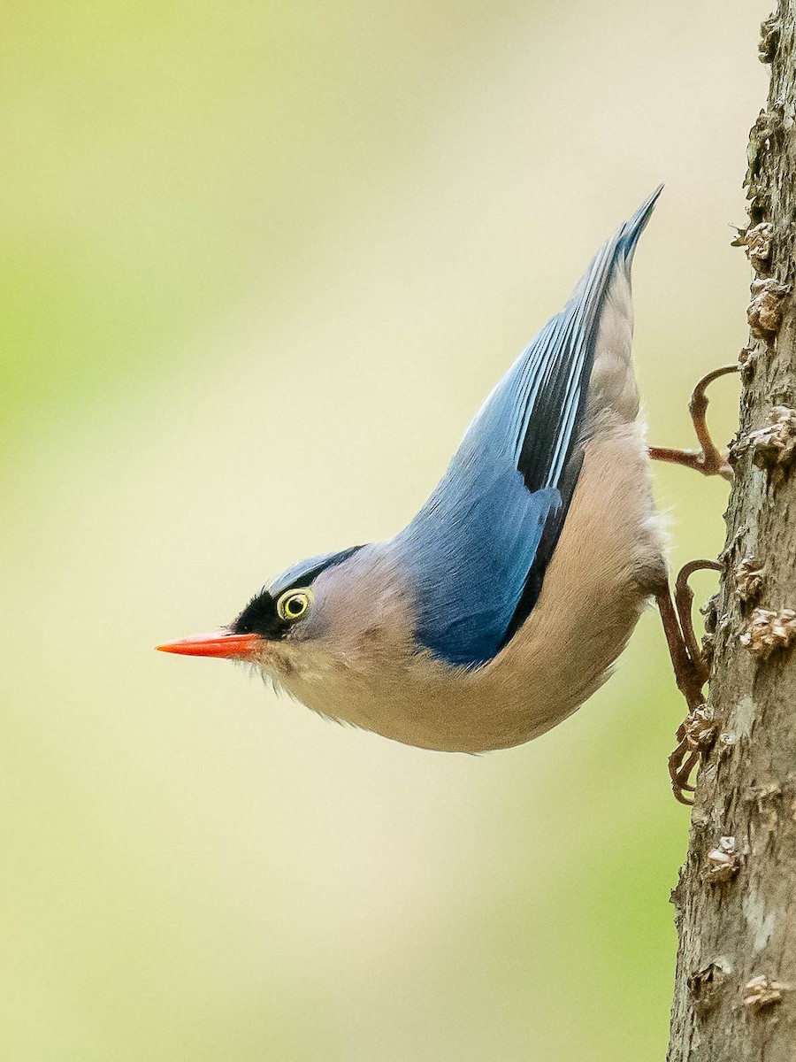 Velvet-fronted Nuthatch - Jean-Louis  Carlo