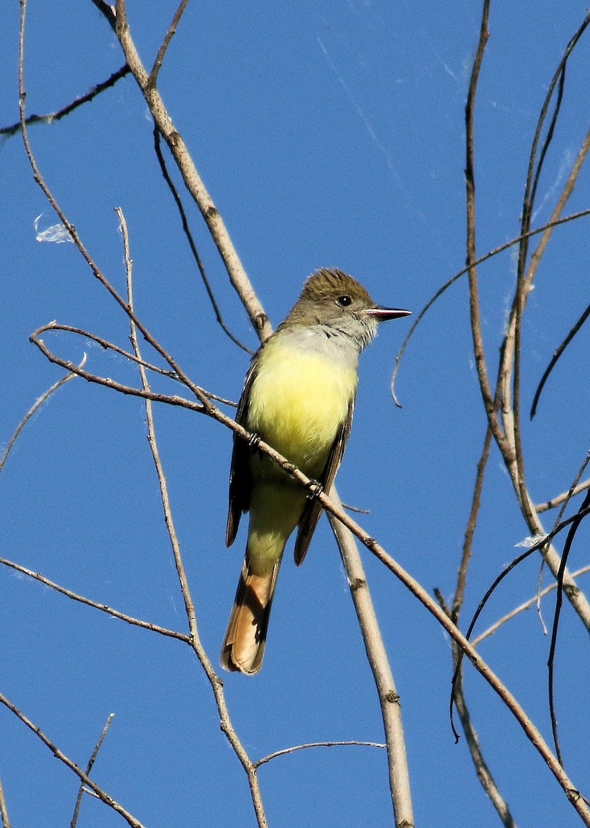 Great Crested Flycatcher - ML620449370