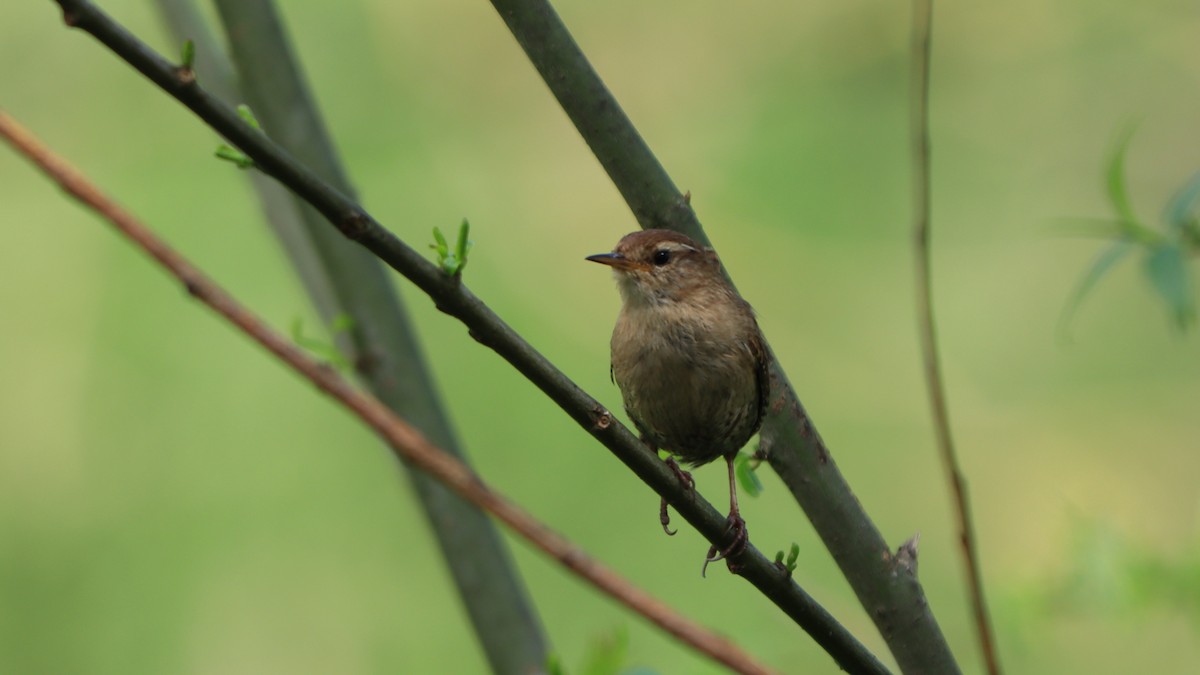 Eurasian Wren - ML620449374