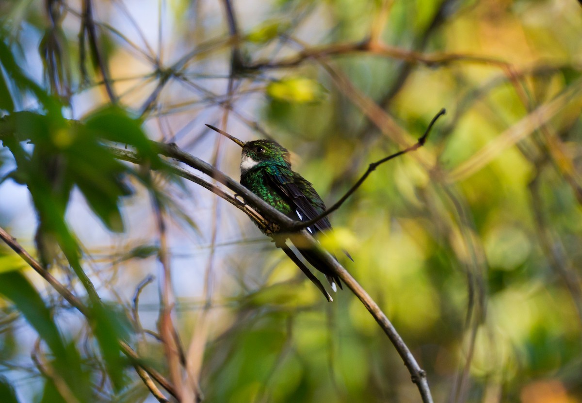 Colibrí Gargantilla - ML620449379