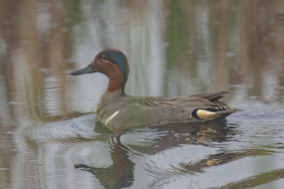 Green-winged Teal - Peter Gadd