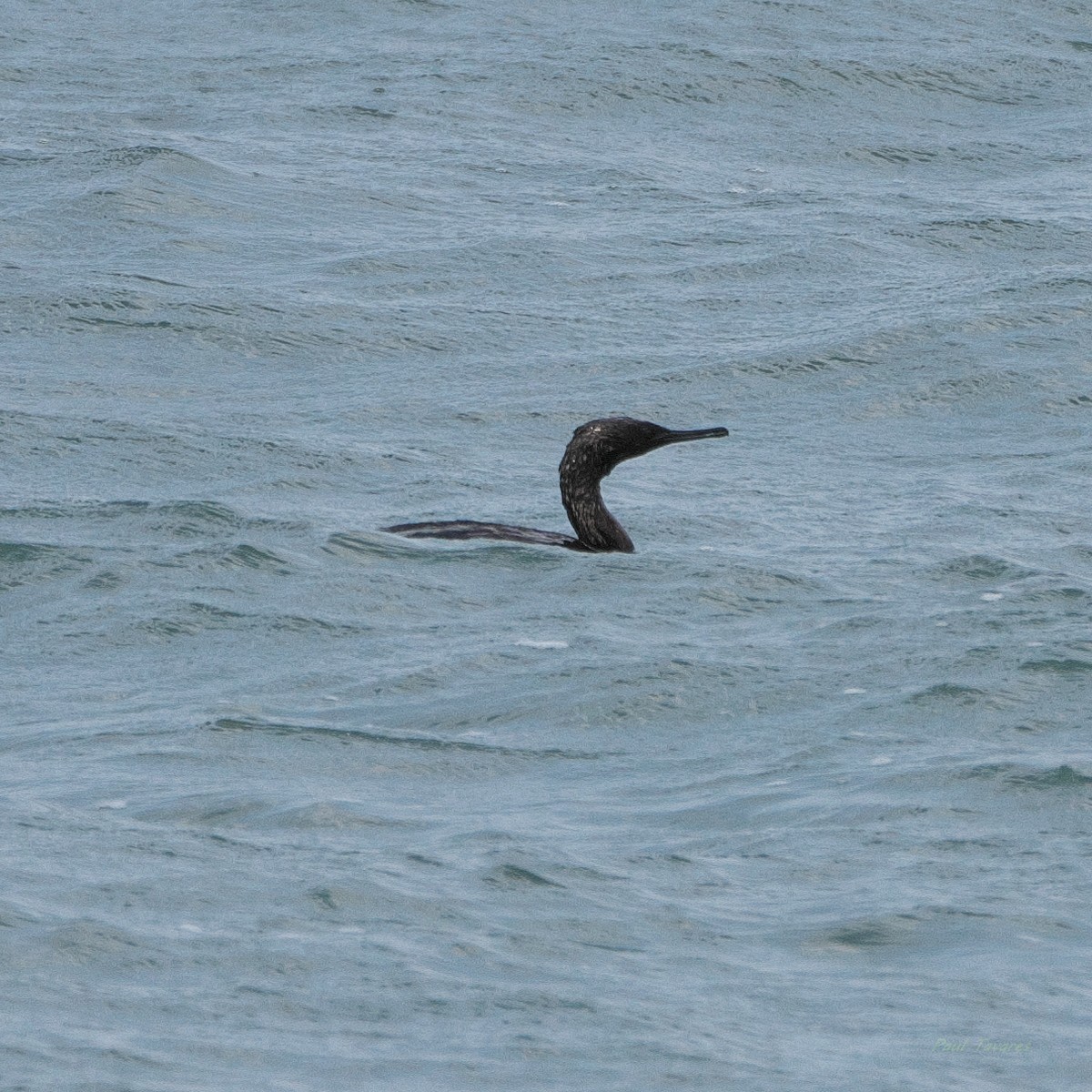 Pelagic Cormorant - ML620449392