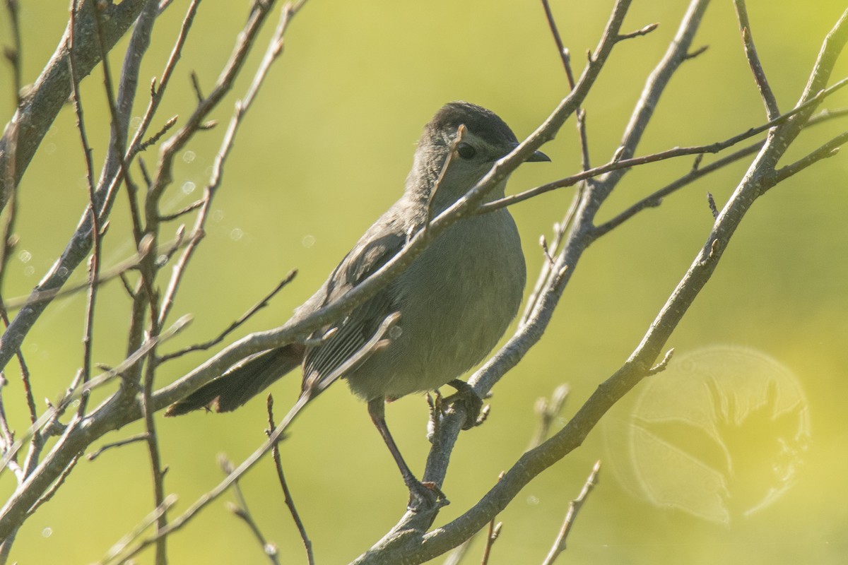 Gray Catbird - ML620449394