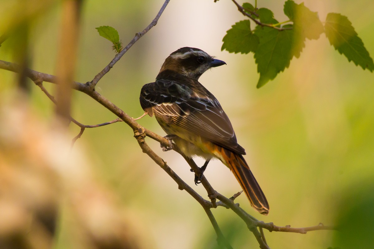 Streaked Flycatcher - ML620449398