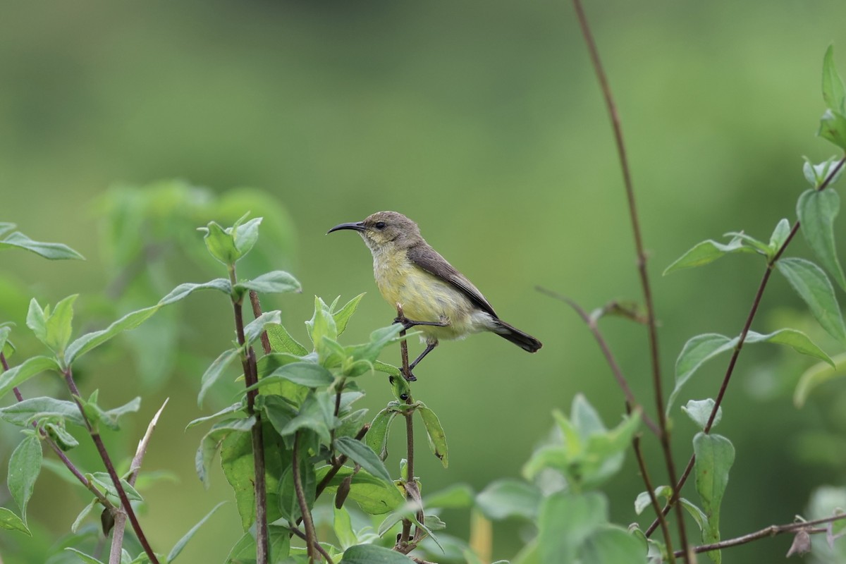 カワリタイヨウチョウ - ML620449411