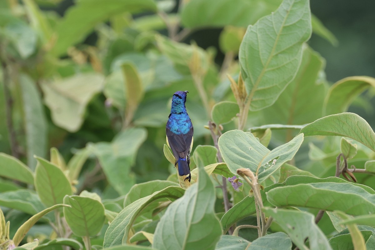 カワリタイヨウチョウ - ML620449414