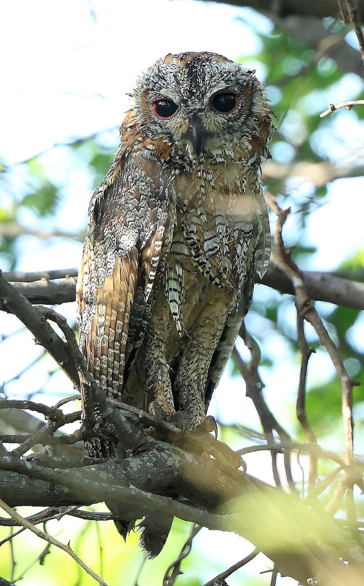 Mottled Wood-Owl - ML620449417