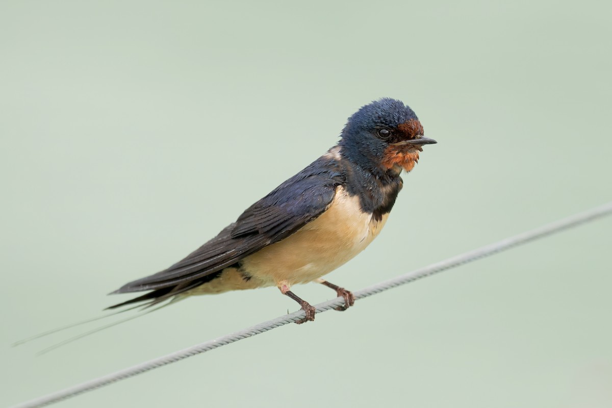 Barn Swallow - ML620449425