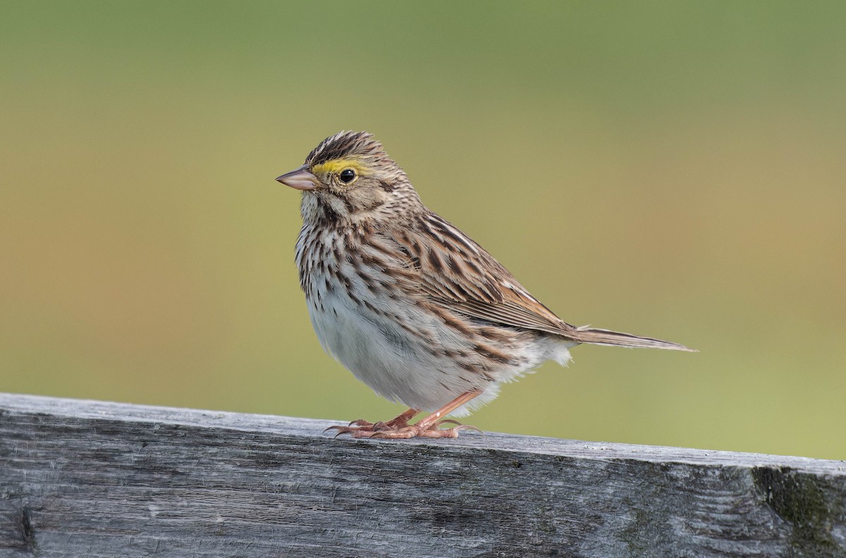 Savannah Sparrow - ML620449433