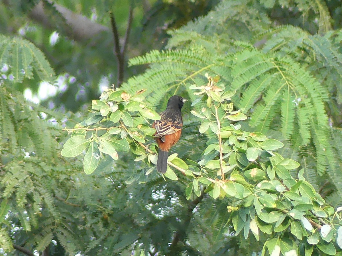 Orchard Oriole - ML620449434