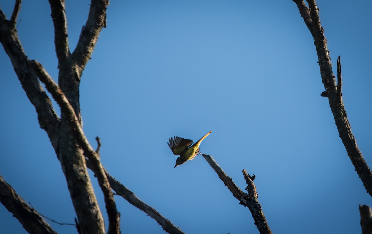 Great Crested Flycatcher - ML620449438