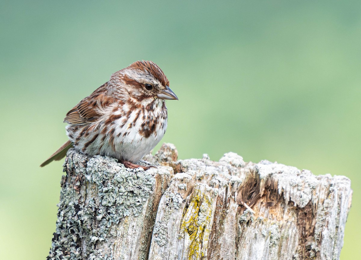 Song Sparrow - ML620449439