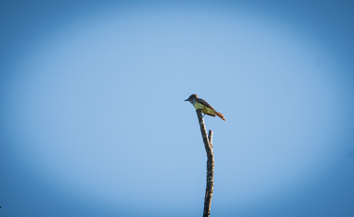 Great Crested Flycatcher - ML620449441