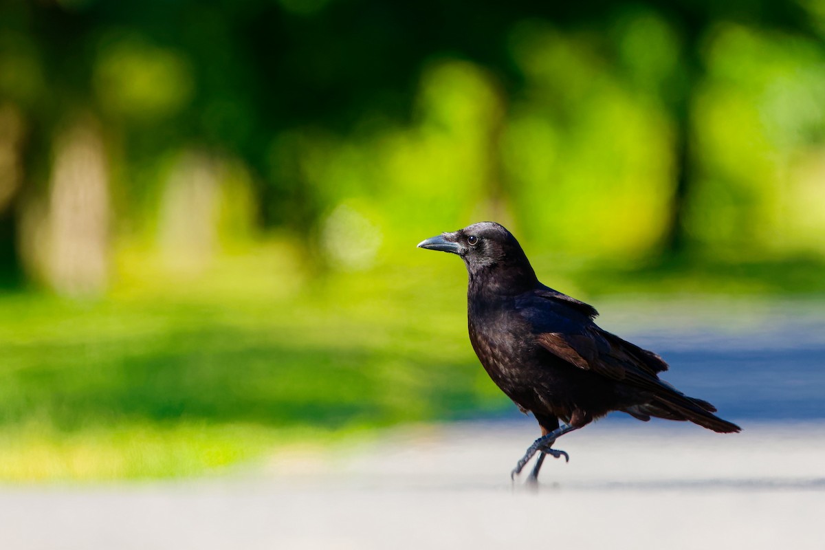 American Crow - ML620449445