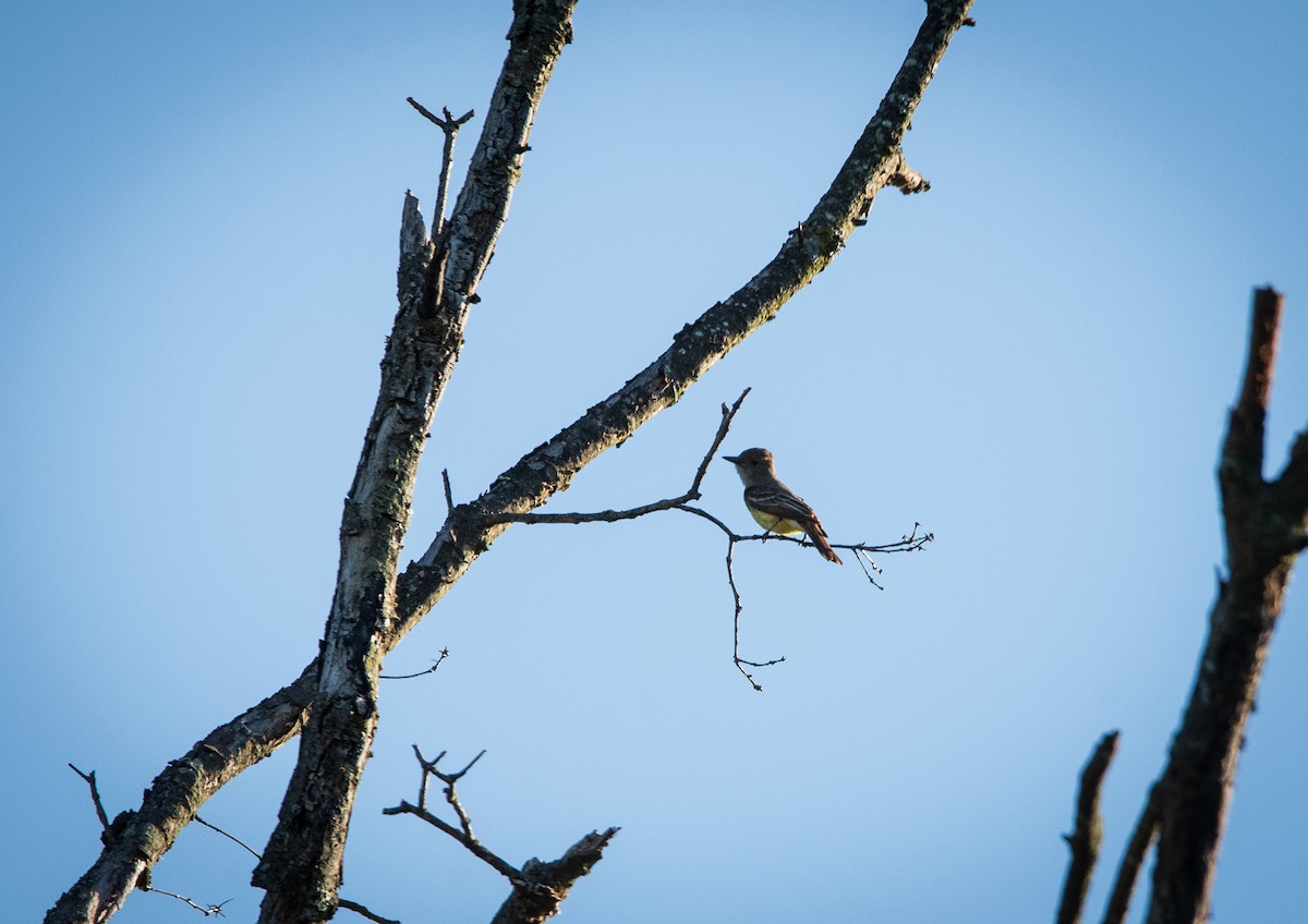 Great Crested Flycatcher - ML620449448