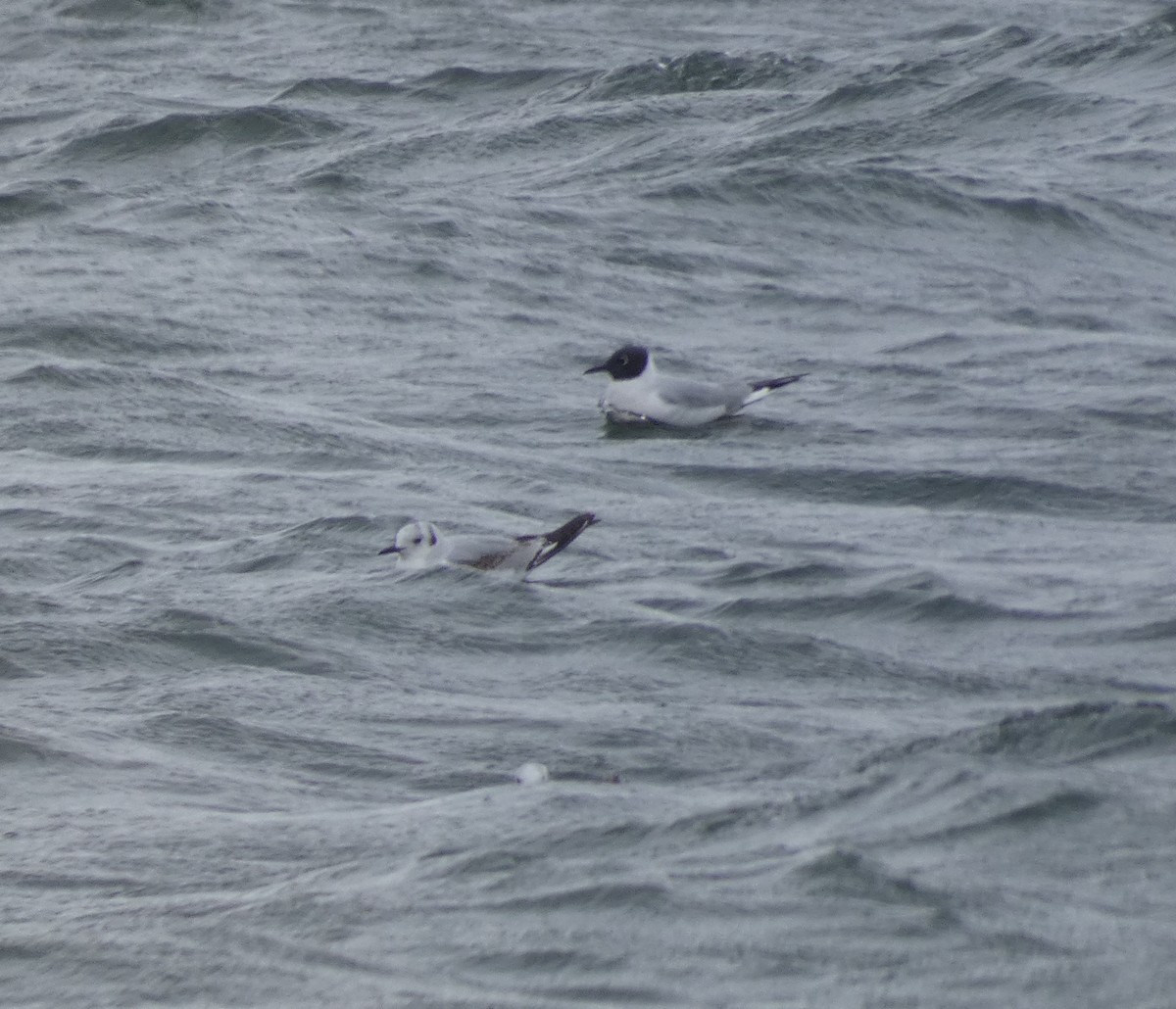 Bonaparte's Gull - Nicholas Sly