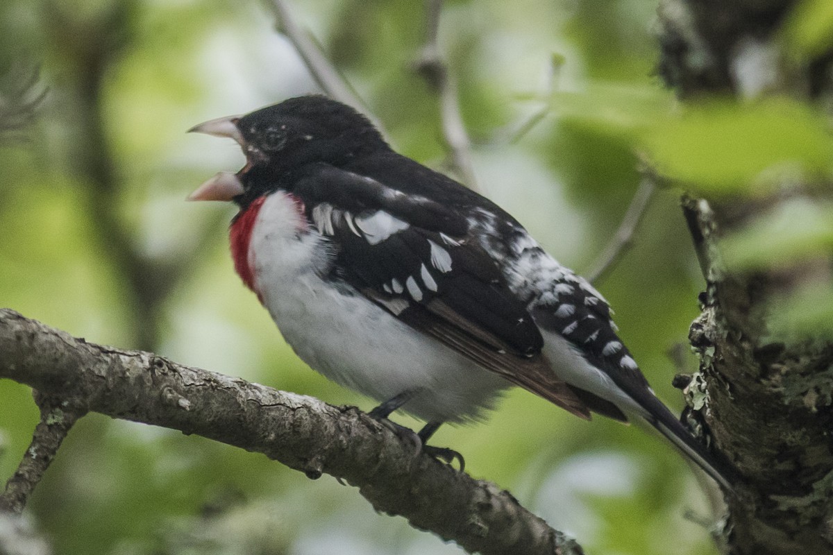 Rose-breasted Grosbeak - ML620449454