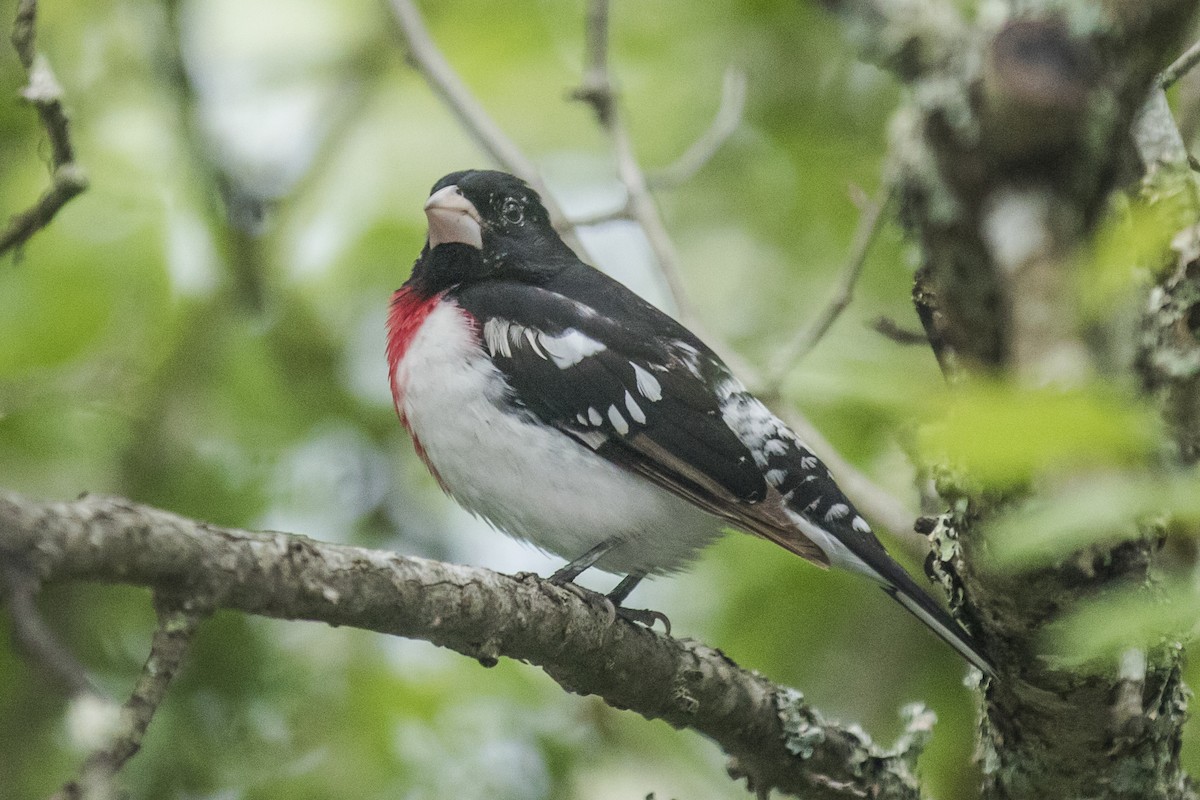 Rose-breasted Grosbeak - ML620449458