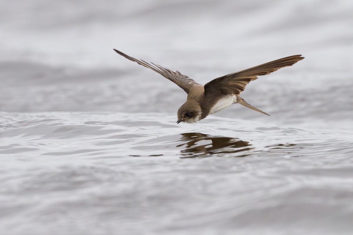 Bank Swallow - ML620449462