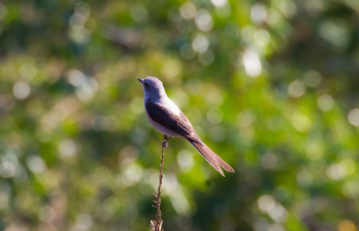 Shear-tailed Gray Tyrant - ML620449463